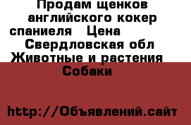 Продам щенков английского кокер спаниеля › Цена ­ 20 000 - Свердловская обл. Животные и растения » Собаки   